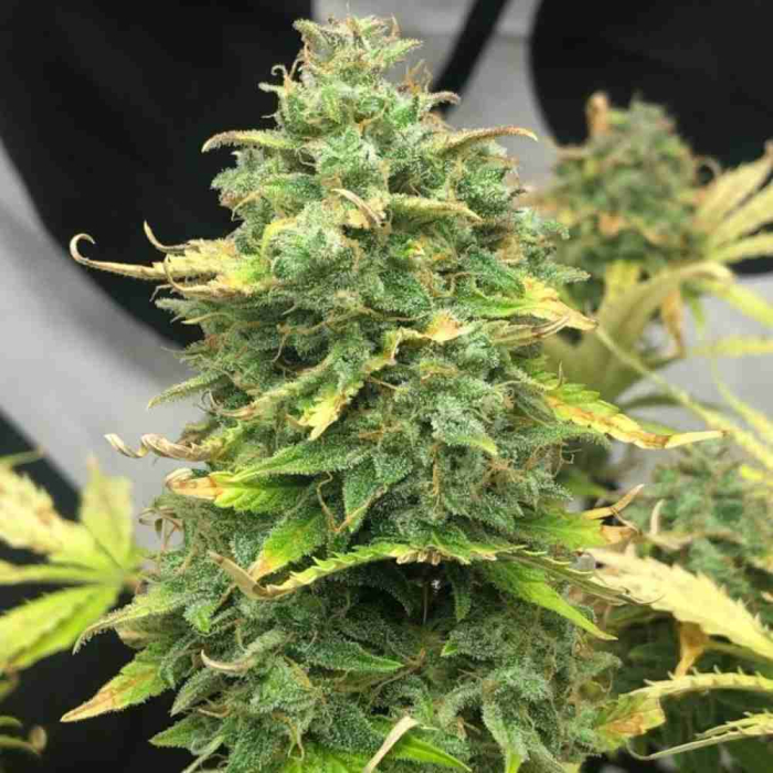 Mimosa Cake Auto
