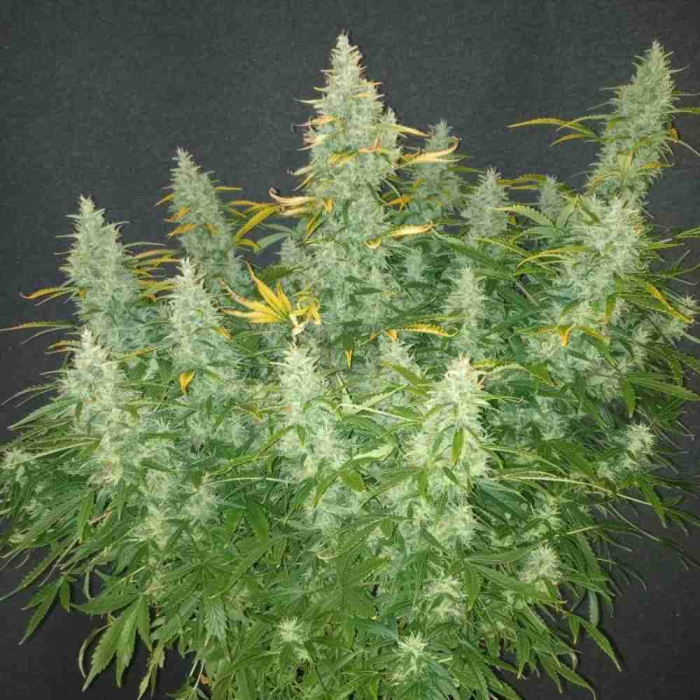 Mimosa Cake Auto Mimosa Cake Auto
