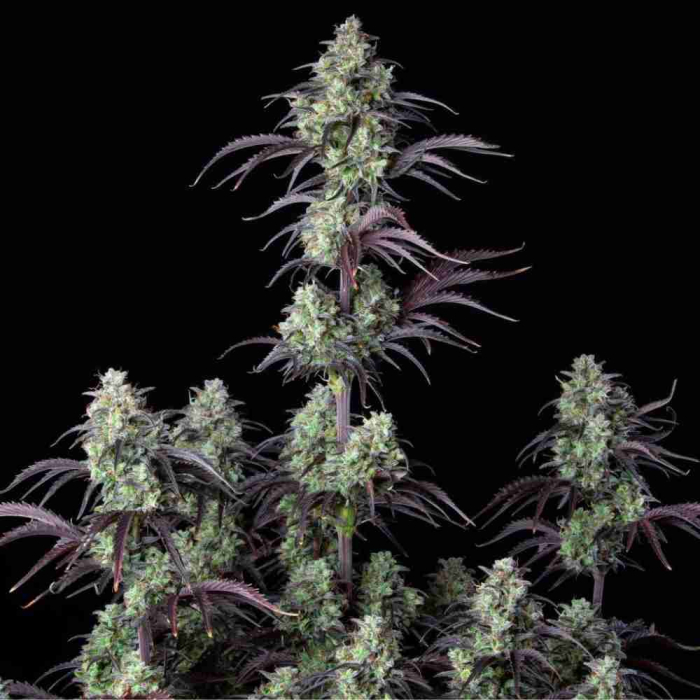 Mimosa Cake Auto