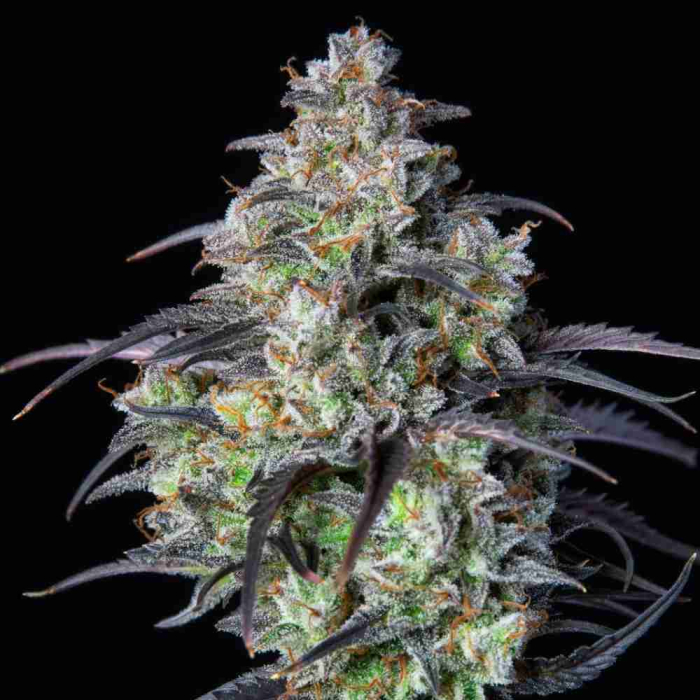 Mimosa Cake Auto