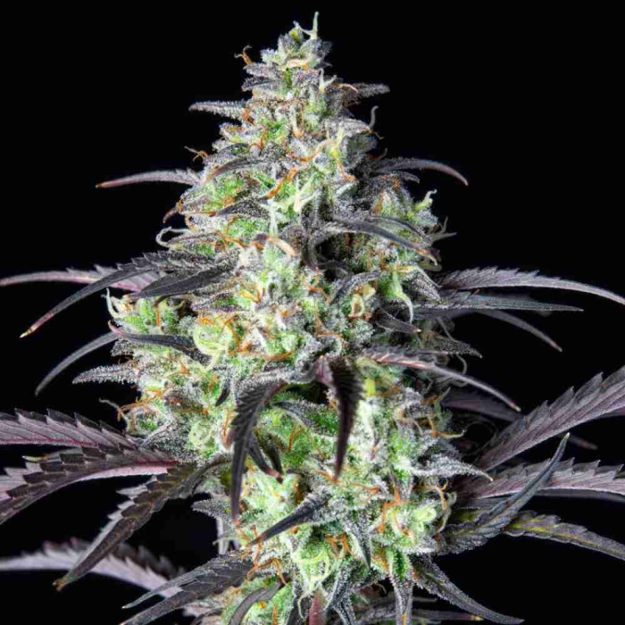 Mimosa Cake Auto