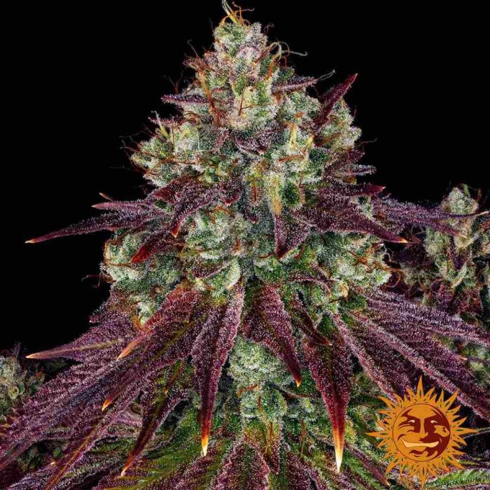 Mimosa Evo