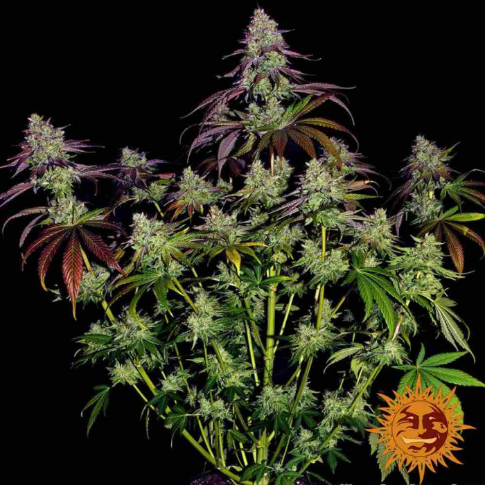 Mimosa Evo