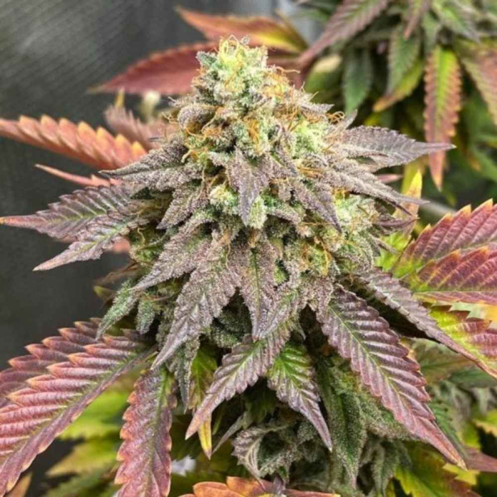 Mimosa