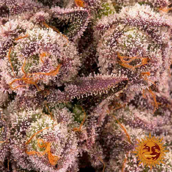 Mimosa X Orange Punch