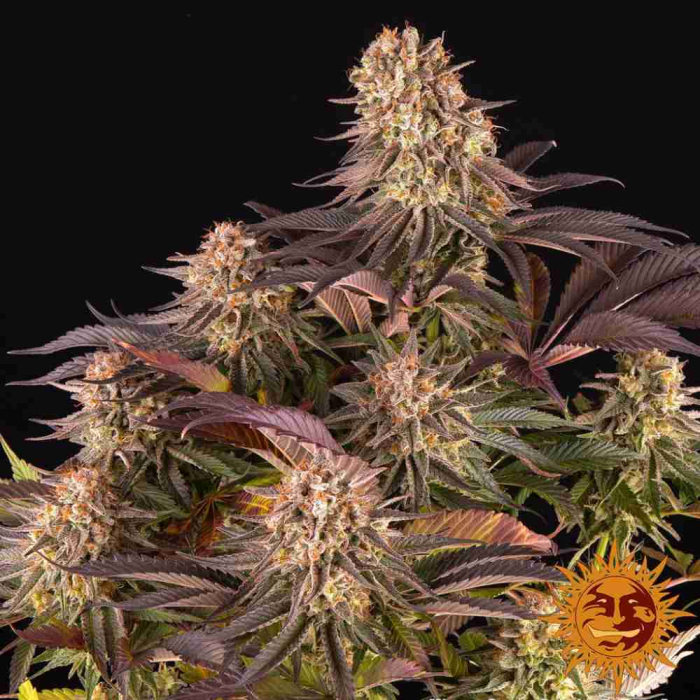 Mimosa X Orange Punch