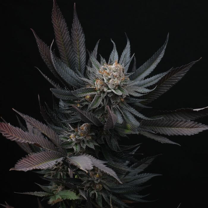 Mimozz (Mimosa x Peach Ozz)