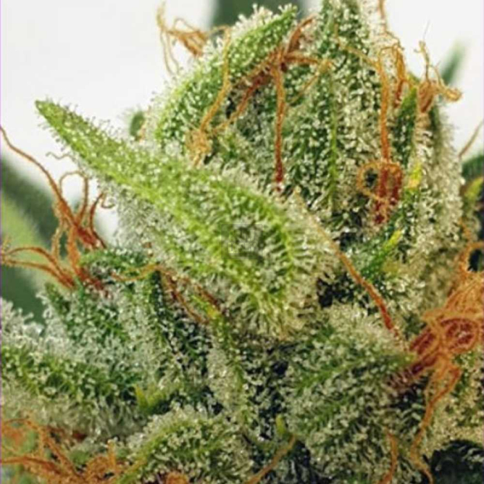 Miss Orange Nectar Miss Orange Nectar