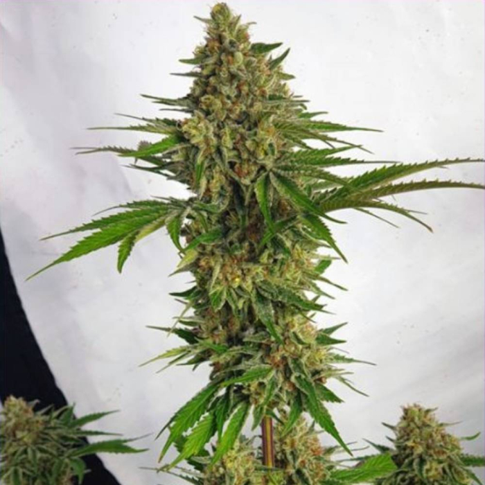 Miss Orange Nectar Miss Orange Nectar