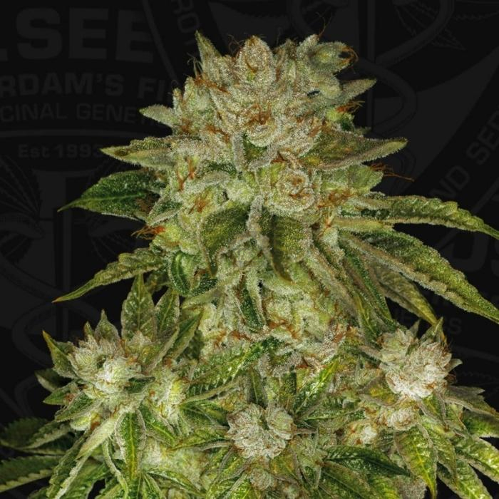 MK Ultra Cake Regular