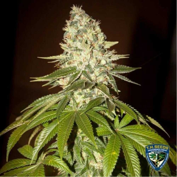 MK-Ultra