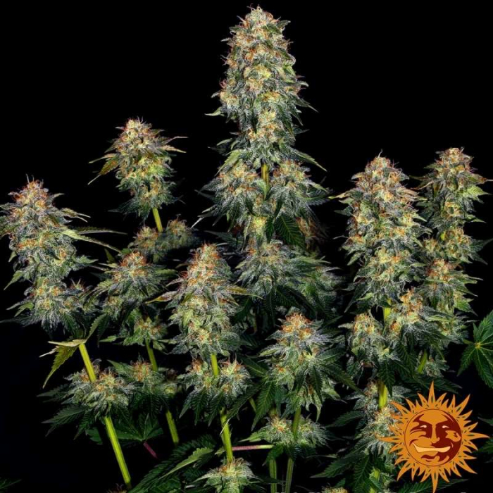 Moby Dick Auto