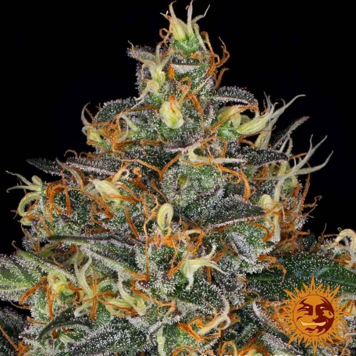 Moby Dick Auto