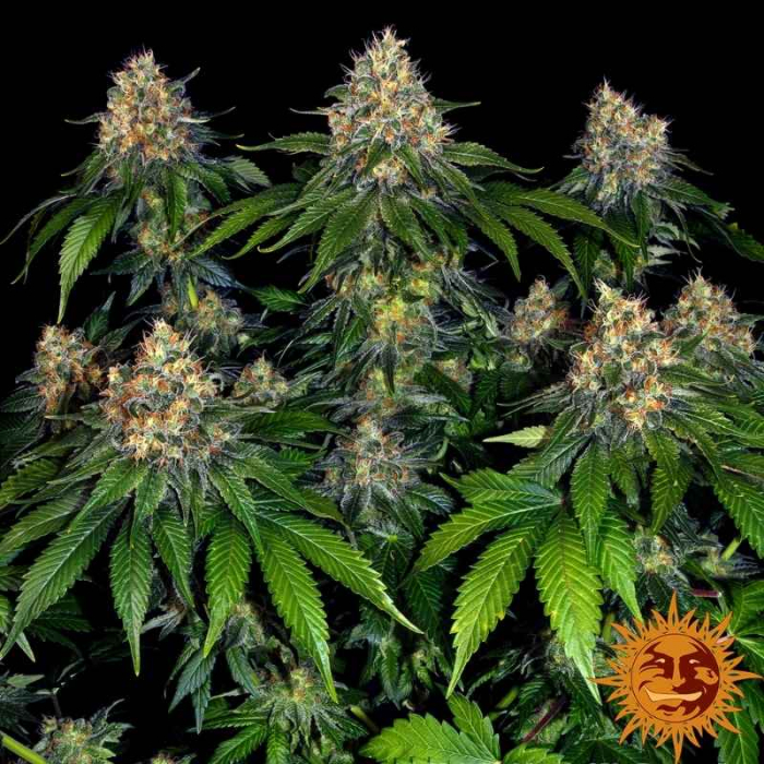 Moby Dick Auto