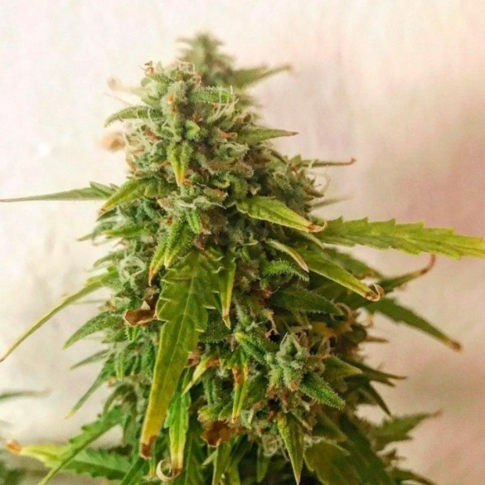 Moby Dick Auto Silent Seeds Moby Dick Auto Silent Seeds