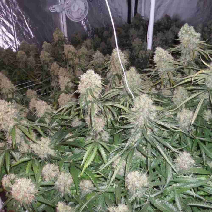 Moby Dick Auto Moby Dick Auto