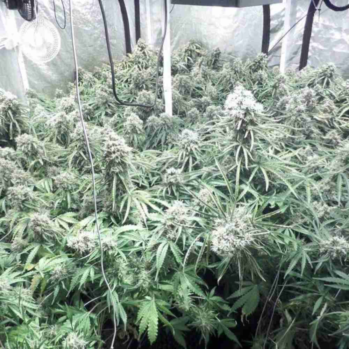 Moby Dick Auto Moby Dick Auto