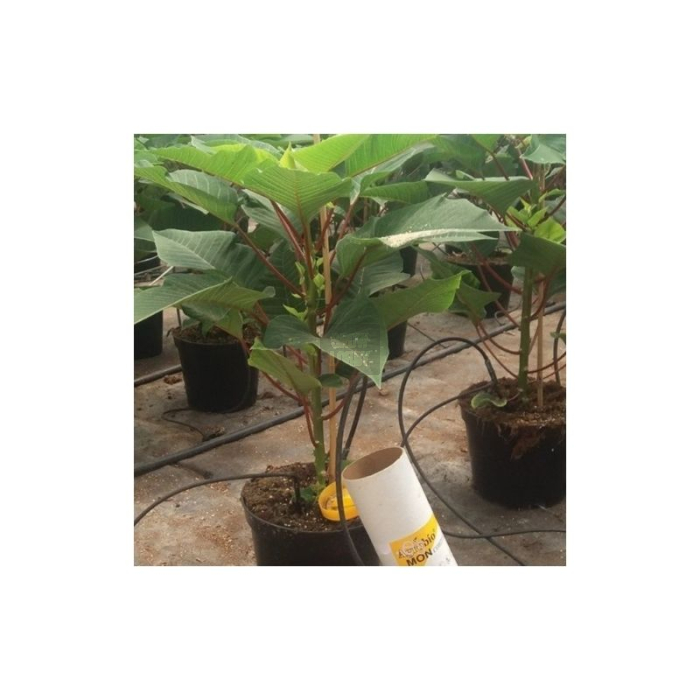 MONcontrol 25.000x (Transeius montdorensis)