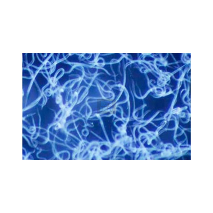 NEMATOcontrol-S (Steinernema Feltiae)