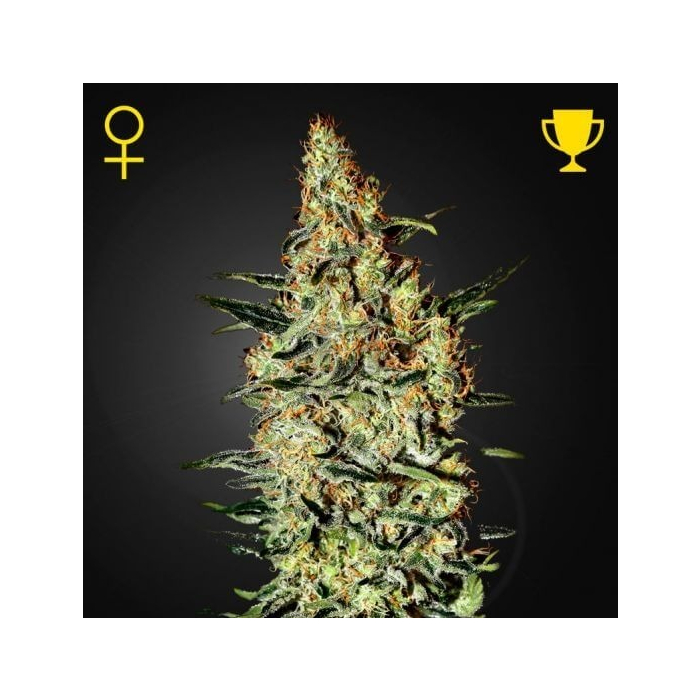 Neville's Haze
