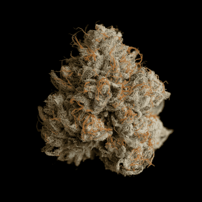 Night Ritual Night Ritual