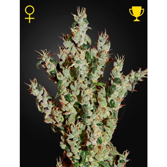 NL5 Haze Mist