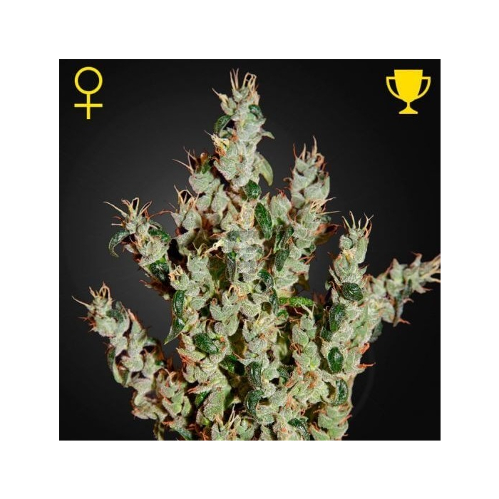 NL5 Haze Mist