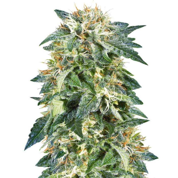 NL5 Skunk Regular