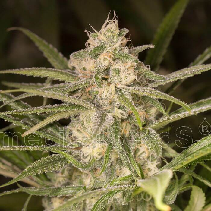 No Name Auto