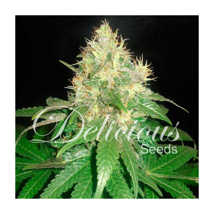 Northern Light Blue Northern Light Blue