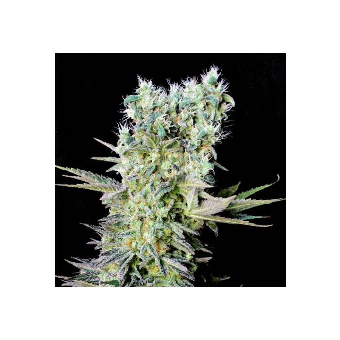 Northern Lights X Northern Lights X