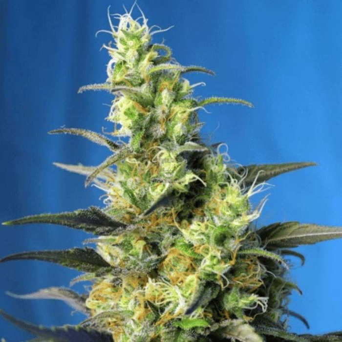 NYC Diesel CBD NYC Diesel CBD