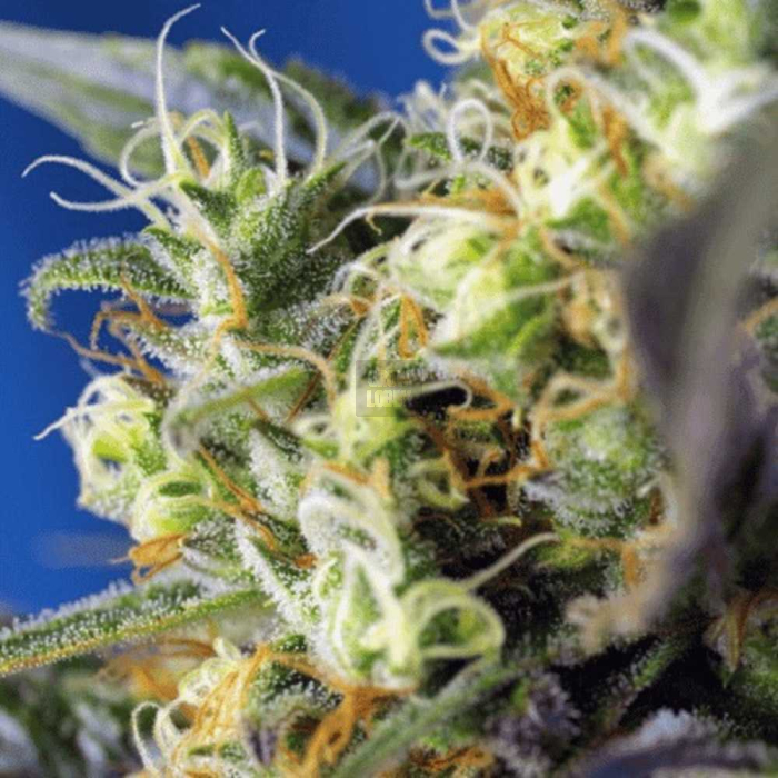 NYC Diesel CBD