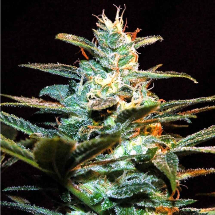 NYC Diesel