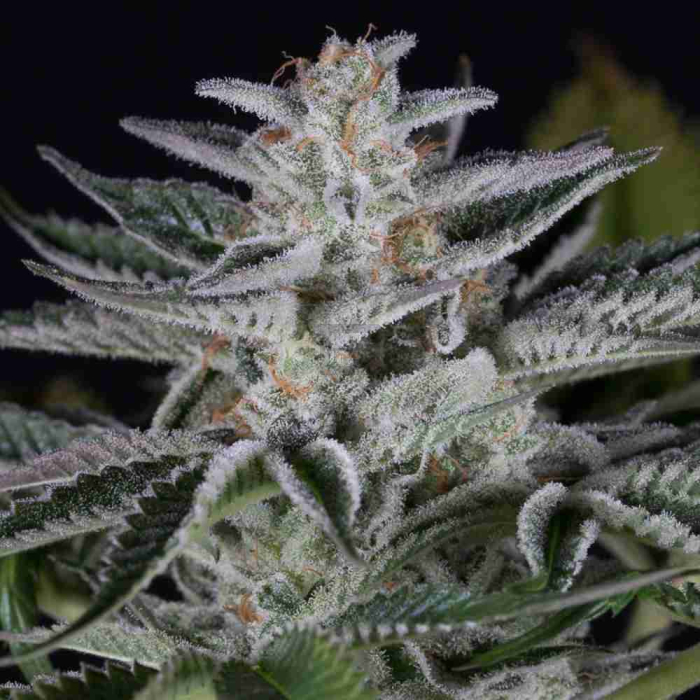 Ocean Grown Cookies