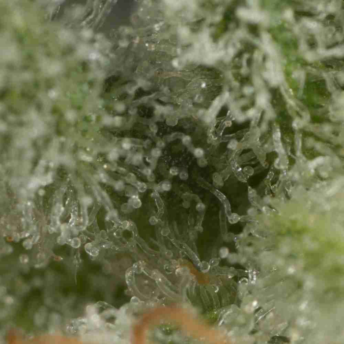 Ocean Grown Cookies