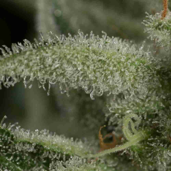 Ocean Grown Cookies
