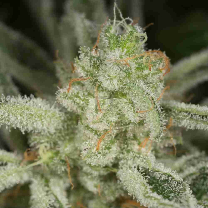 Ocean Grown Cookies