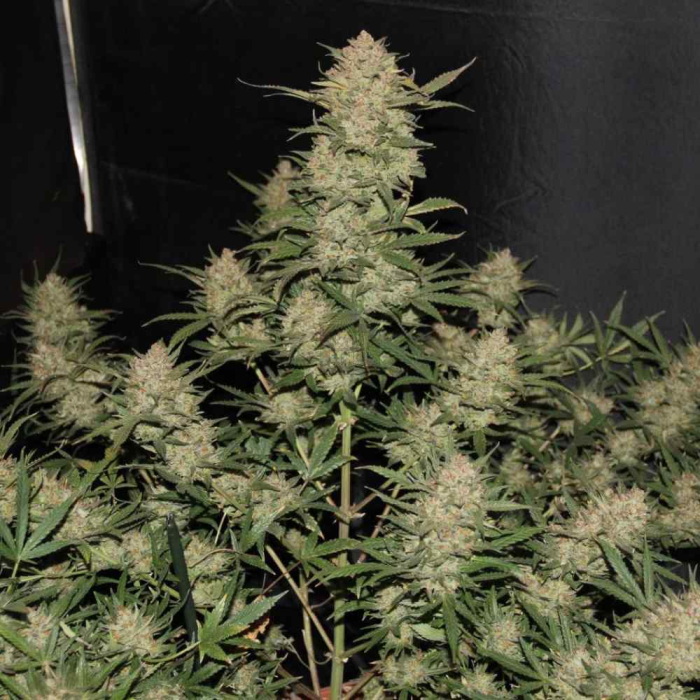 OG Kush Auto