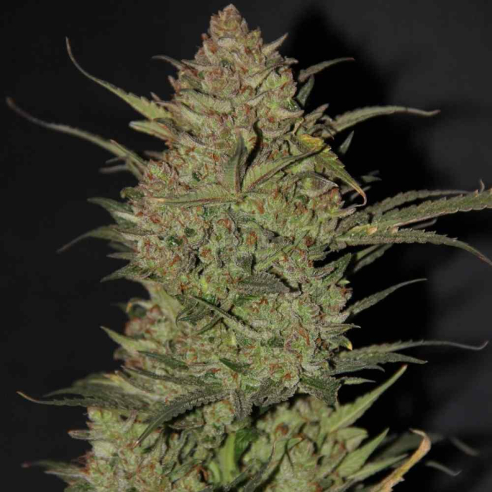 OG Kush Auto