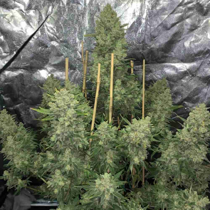 OG Kush Auto