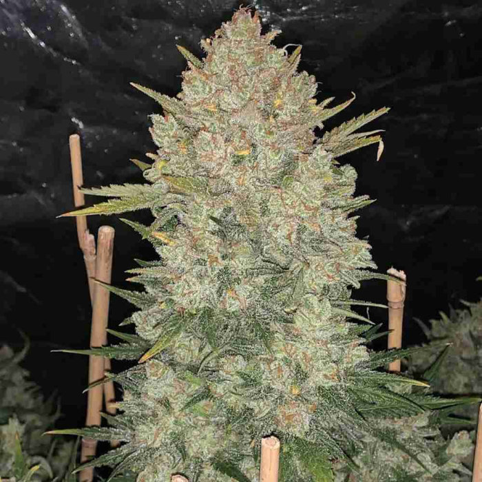 OG Kush Auto