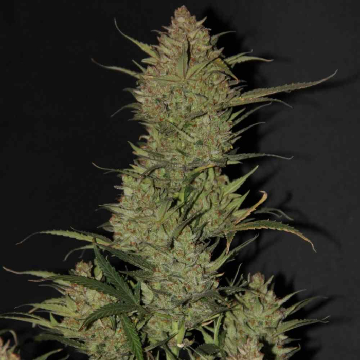 OG Kush Auto