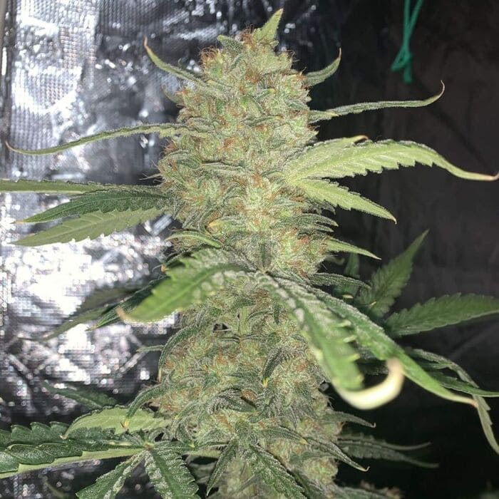 OG Kush Auto
