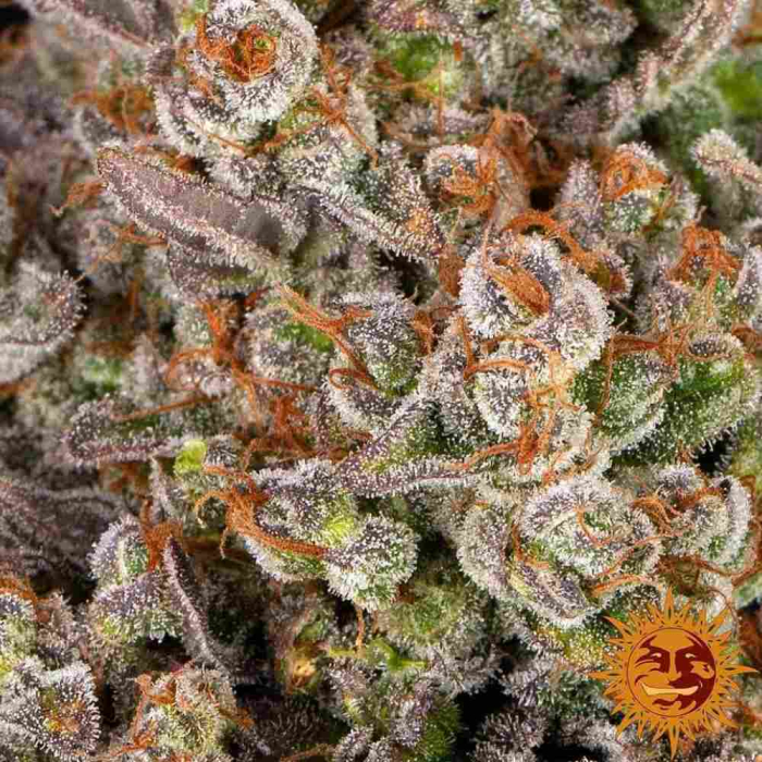 OG Kush