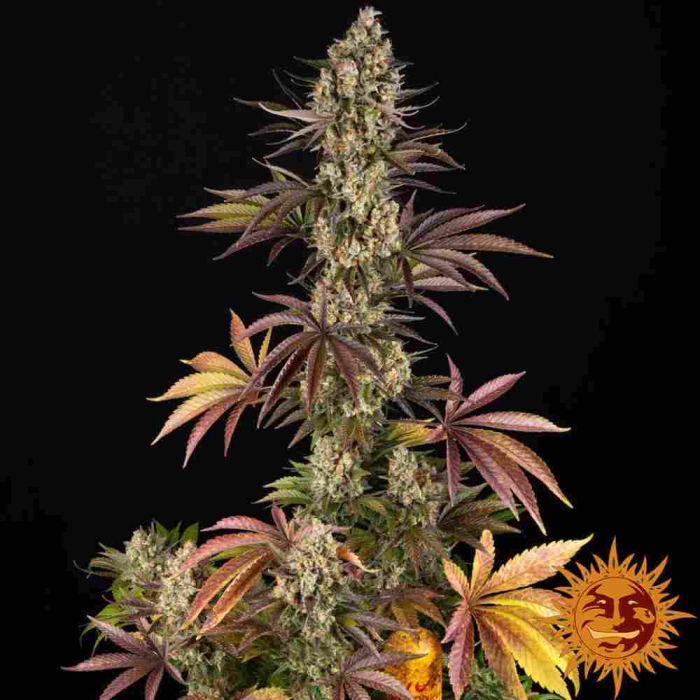 OG Kush
