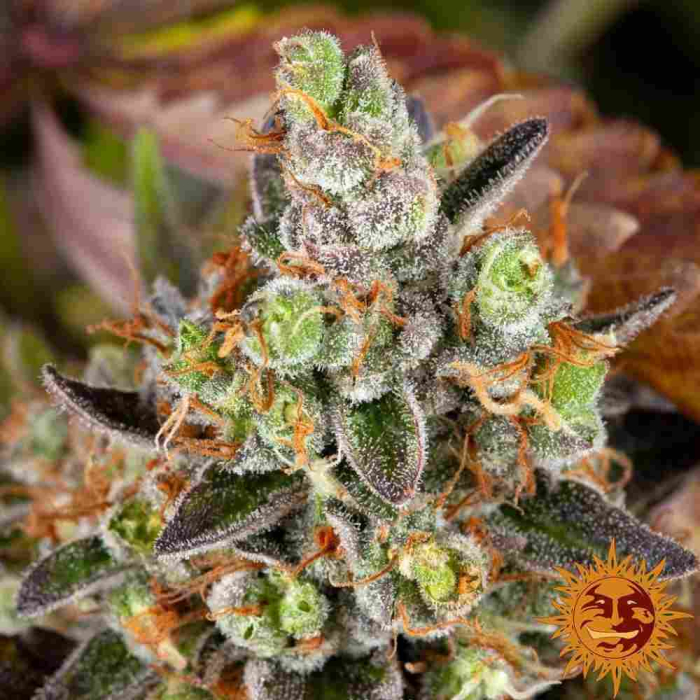 OG Kush