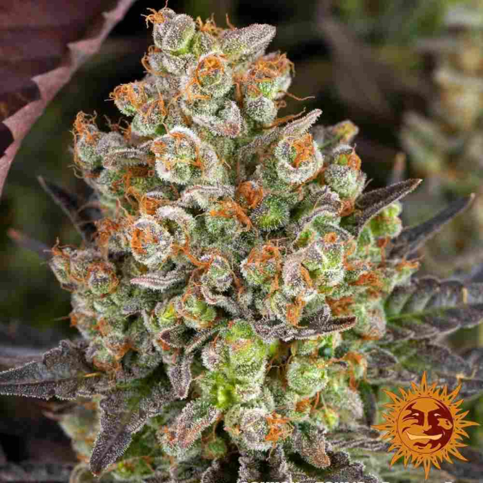 OG Kush