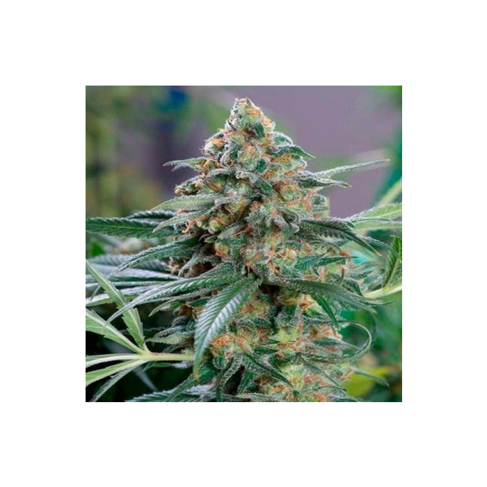 OG Kush CBD