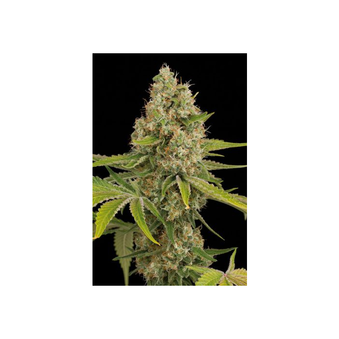 OG Kush Dinafem OG Kush Dinafem